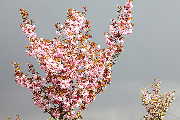 sakura