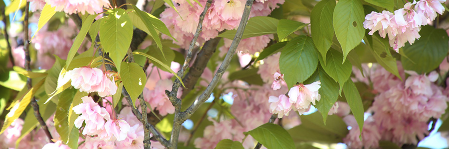 sakura